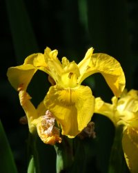 Yellow Flag at Gruinart